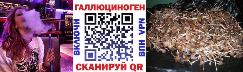 что такое   Новочебоксарск  Галлюциногенные грибы Psilocybine cubensis 